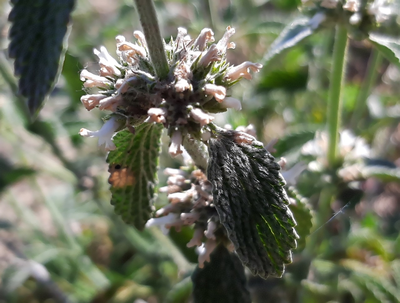 Marrubium parviflorum