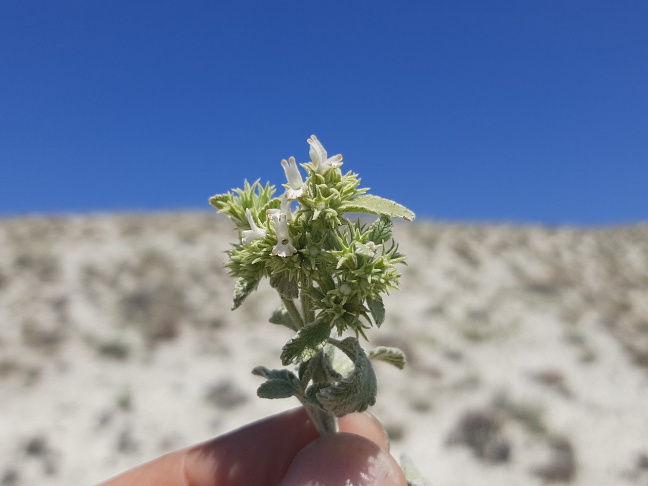 Marrubium parviflorum