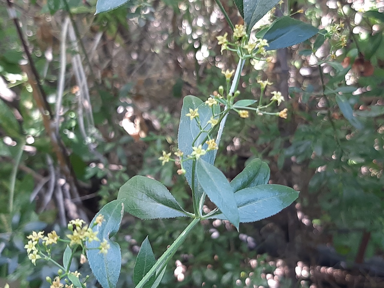 Rubia tinctorum