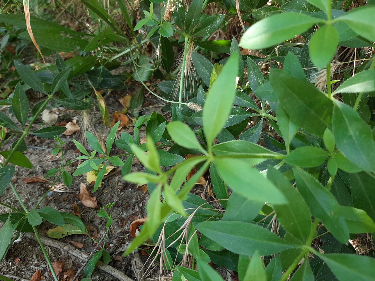 Rubia tinctorum