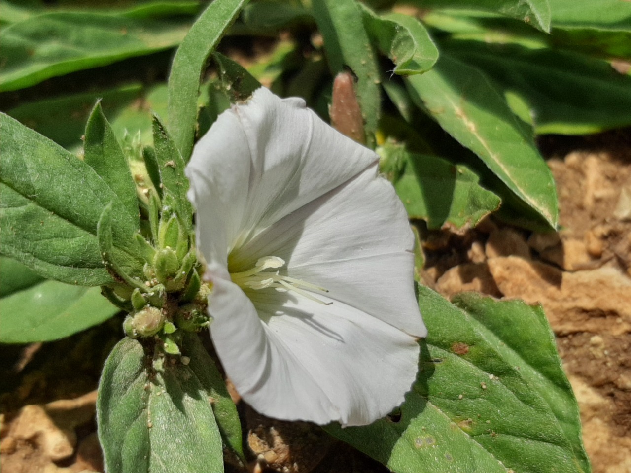 Convolvulus lineatus