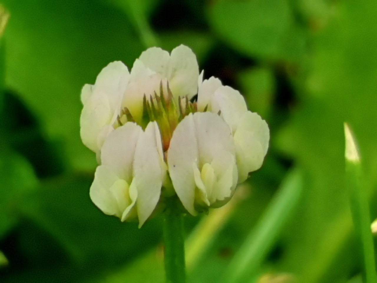 Trifolium repens