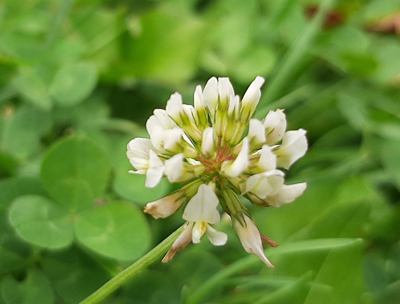 Trifolium repens