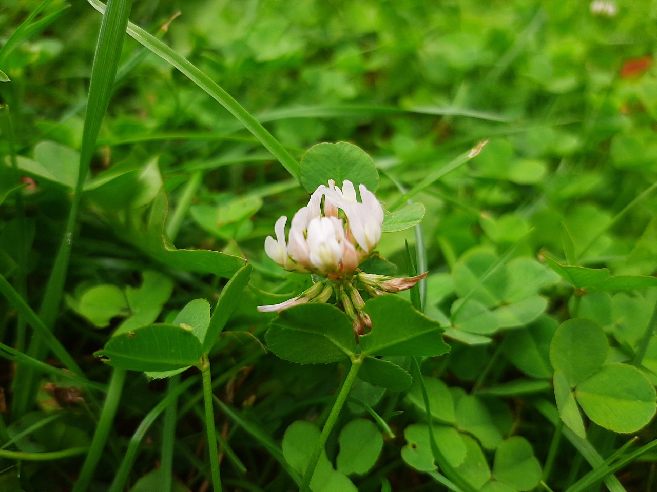 Trifolium repens