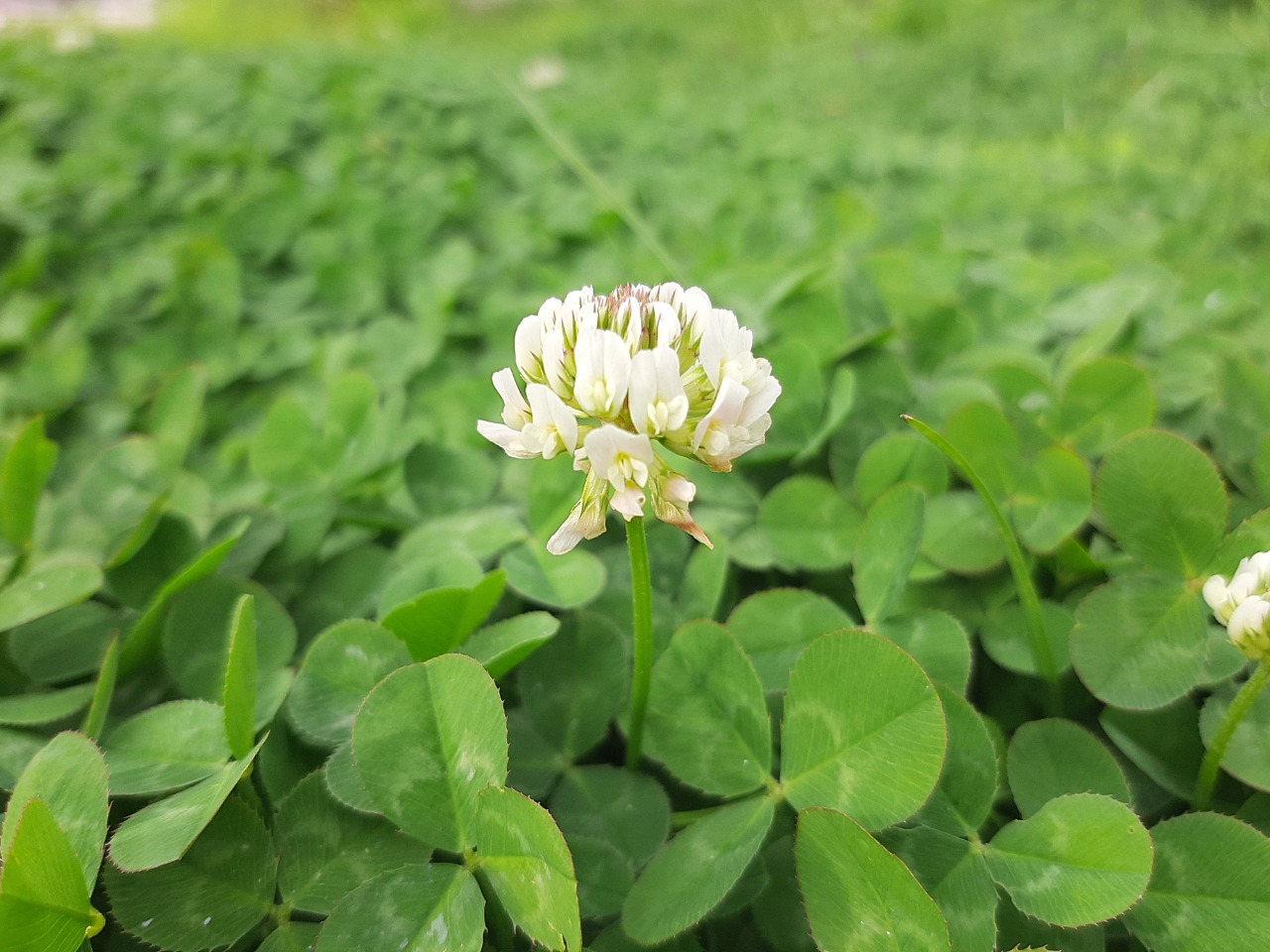 Trifolium repens