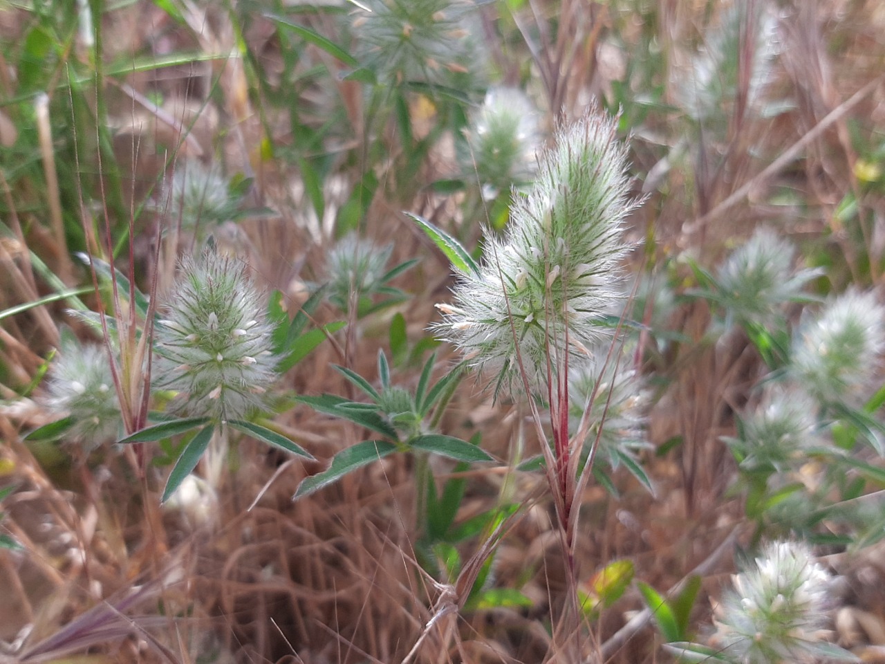 Trifolium angustifolium