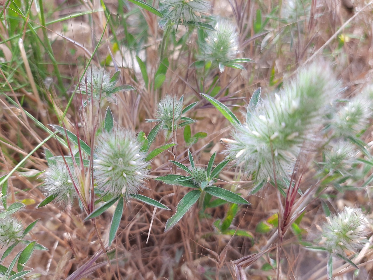 Trifolium angustifolium