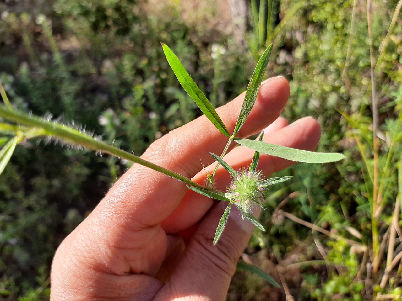 Trifolium angustifolium