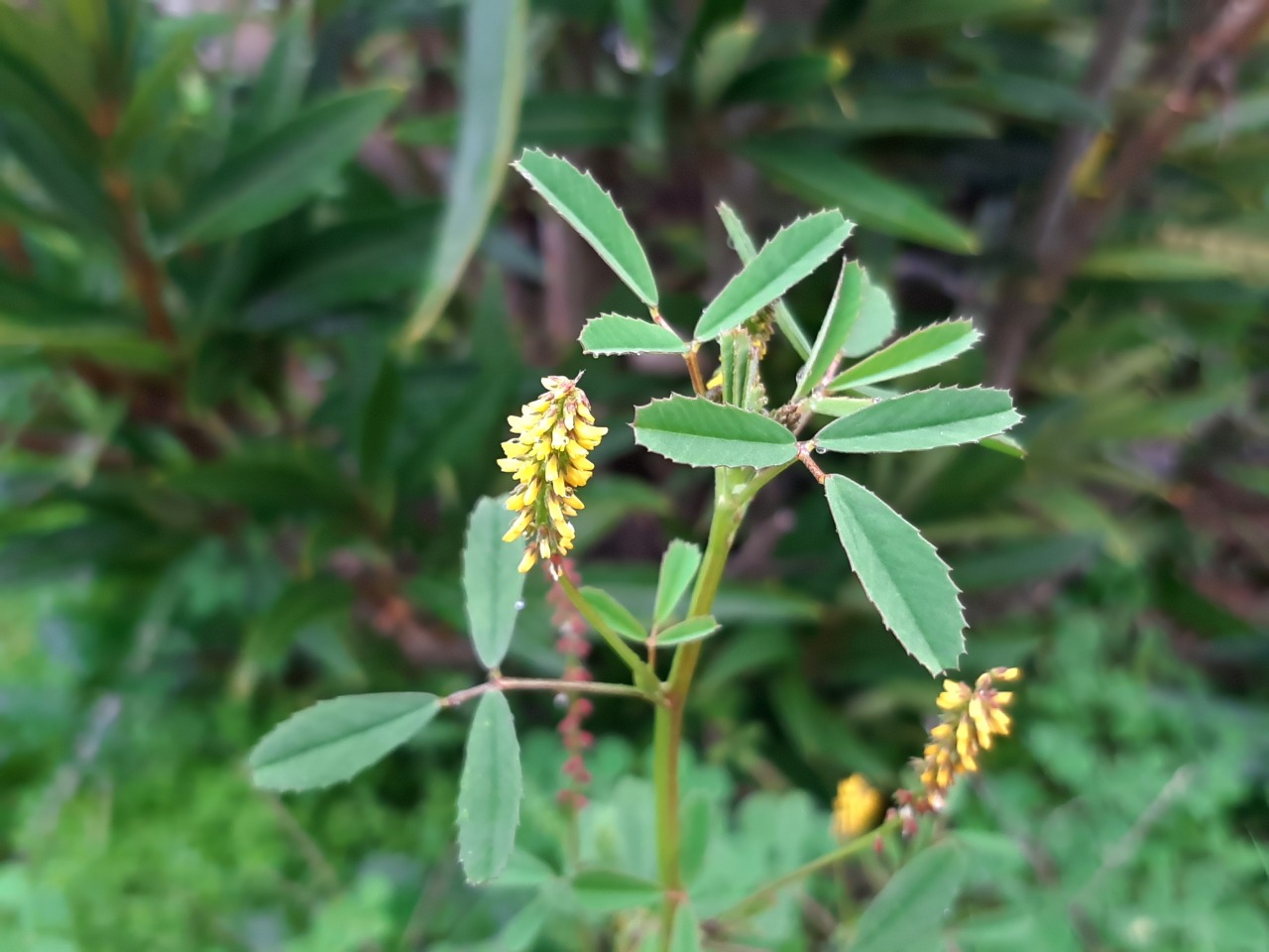Melilotus indicus