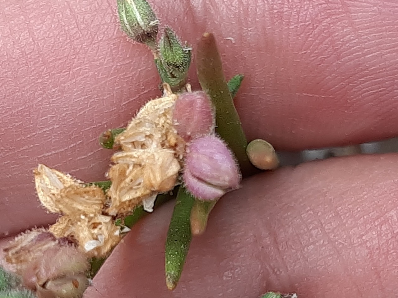 Spergularia bocconei