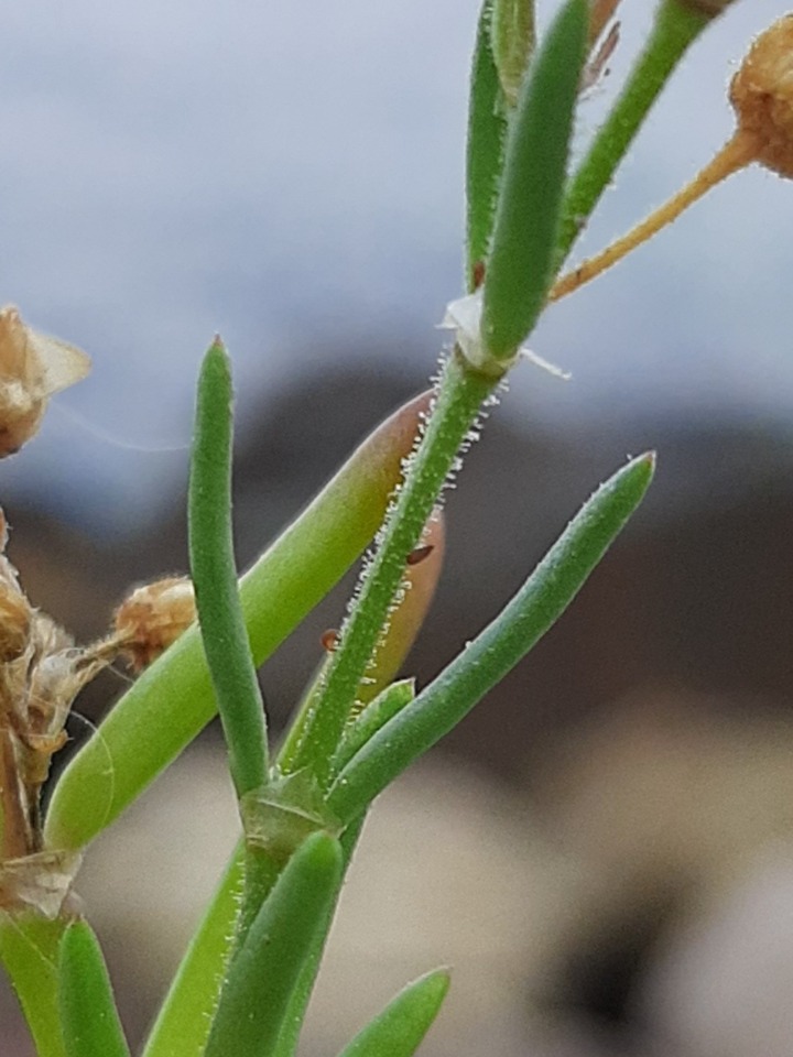 Spergularia bocconei