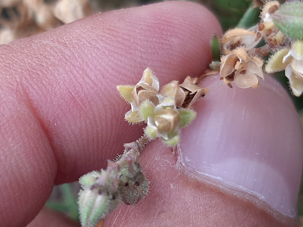 Spergularia bocconei