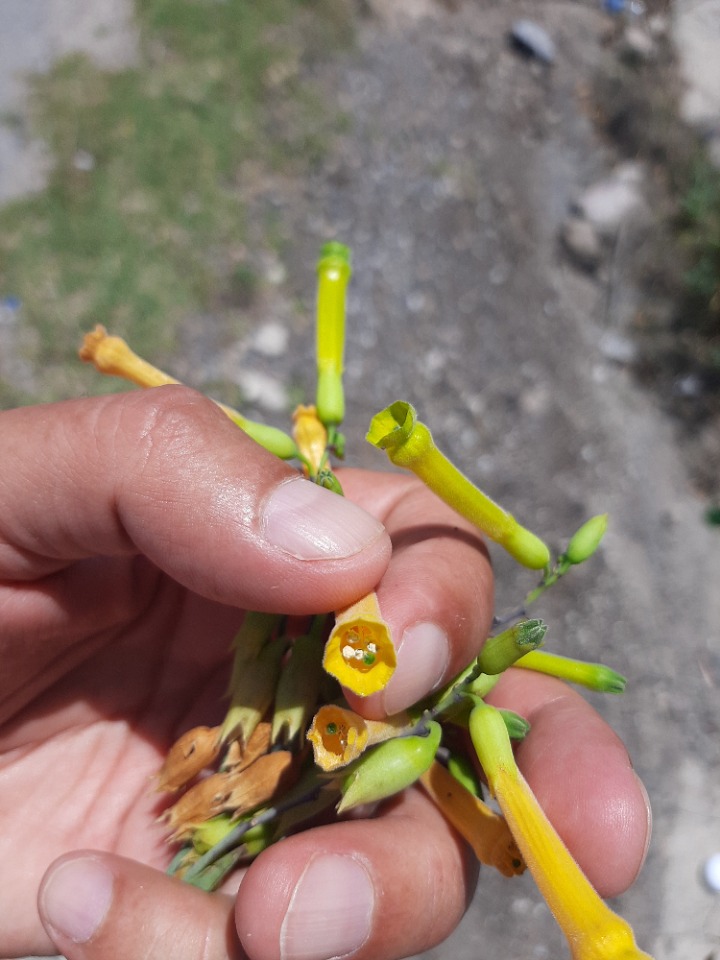 Nicotiana glauca