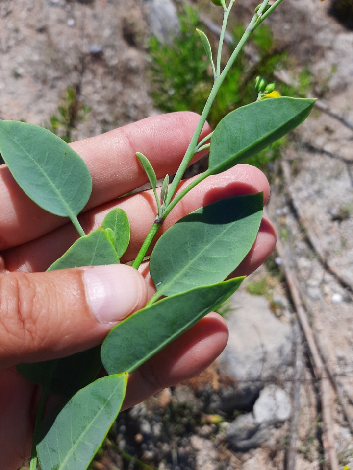 Nicotiana glauca