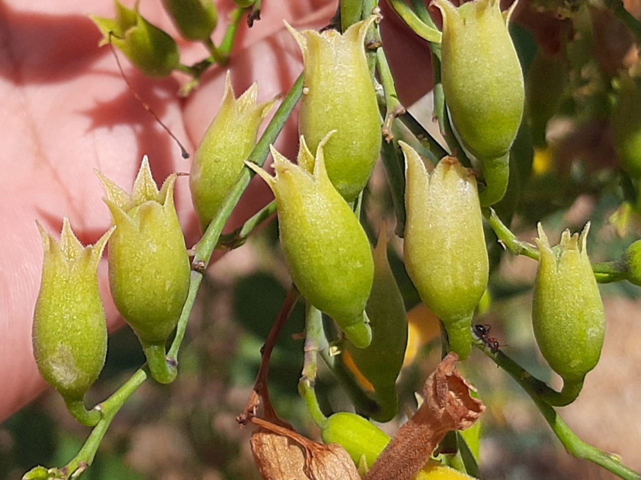 Nicotiana glauca