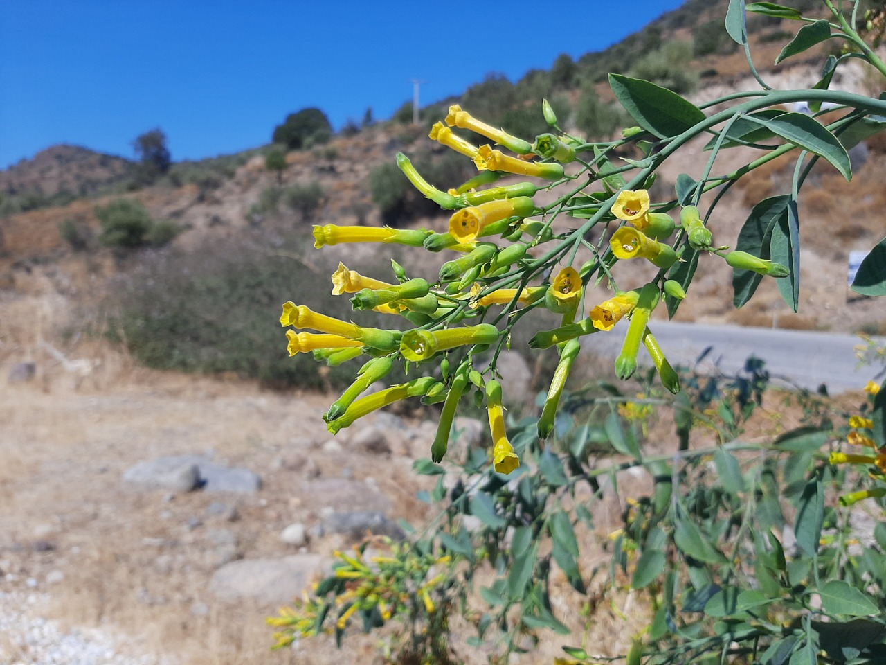 Nicotiana glauca
