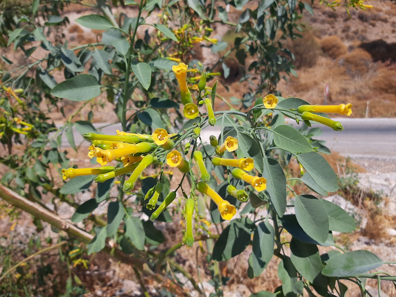 Nicotiana glauca