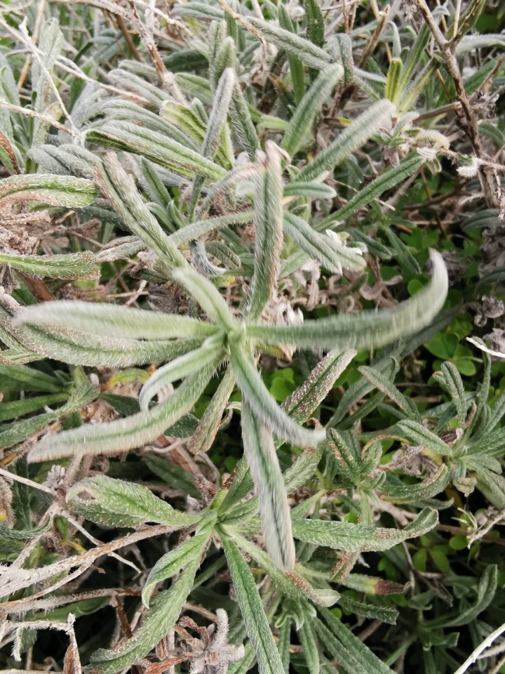 Echium angustifolium