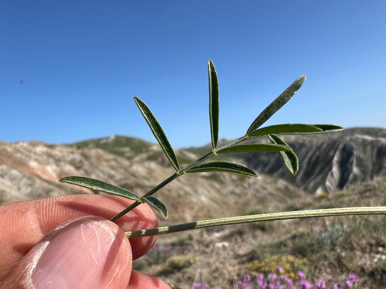 Astragalus xylobasis