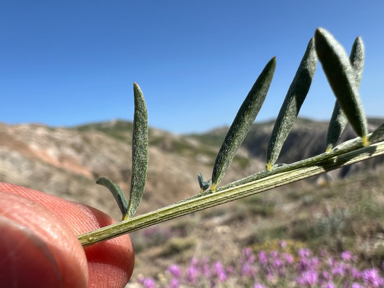 Astragalus xylobasis
