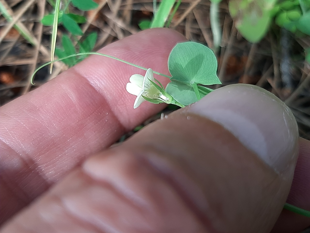 Lathyrus aphaca
