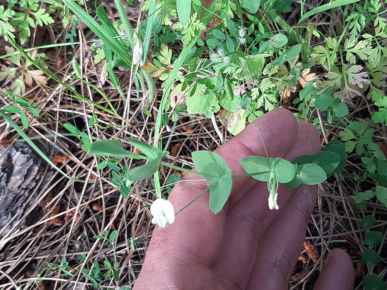 Lathyrus aphaca