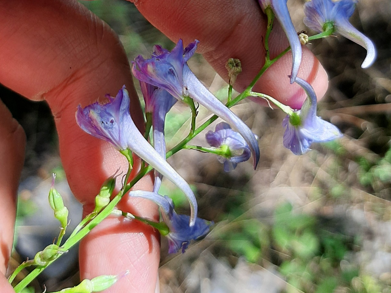 Delphinium fissum subsp. anatolicum