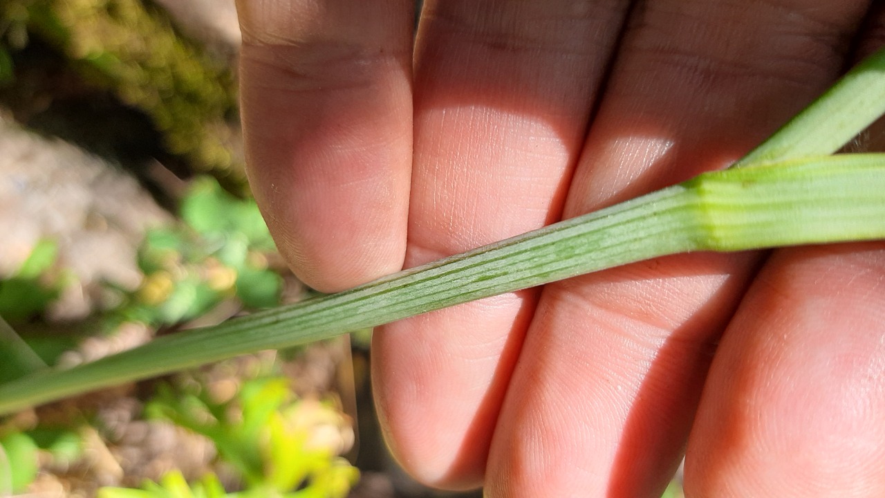 Delphinium fissum subsp. anatolicum