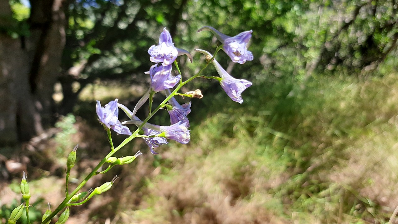 Delphinium fissum subsp. anatolicum