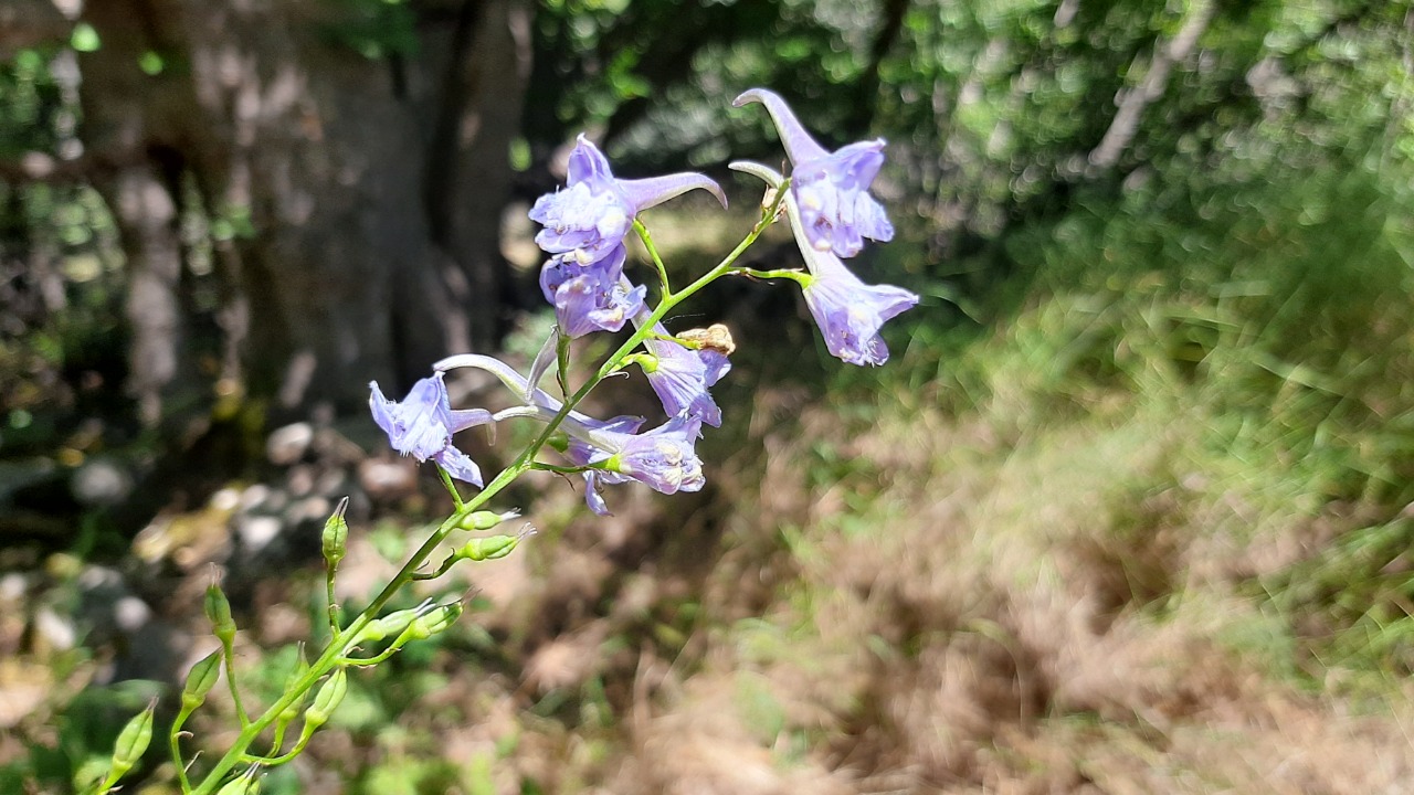 Delphinium fissum subsp. anatolicum