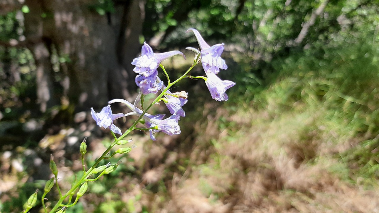 Delphinium fissum subsp. anatolicum