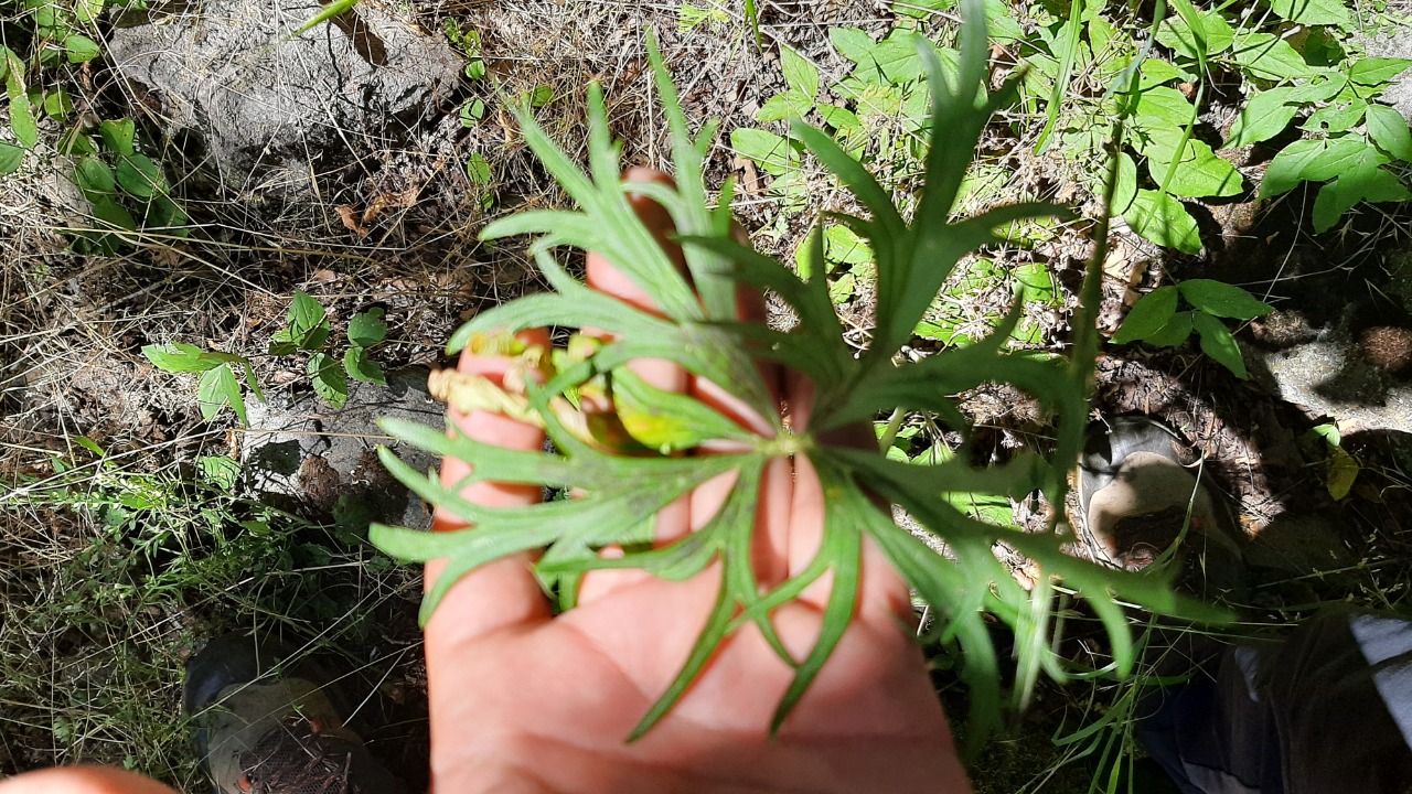 Delphinium fissum subsp. anatolicum