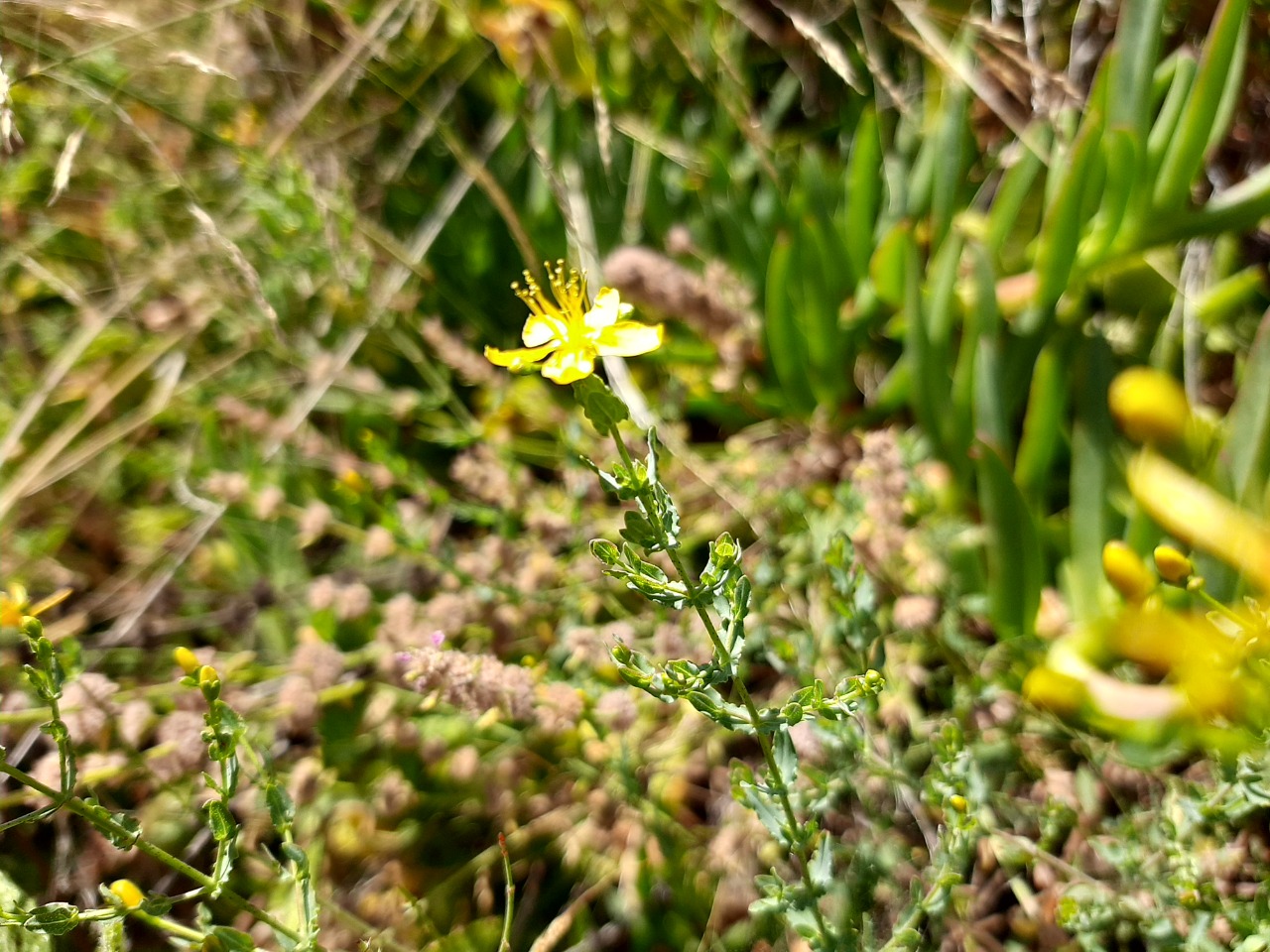 Hypericum triquetrifolium