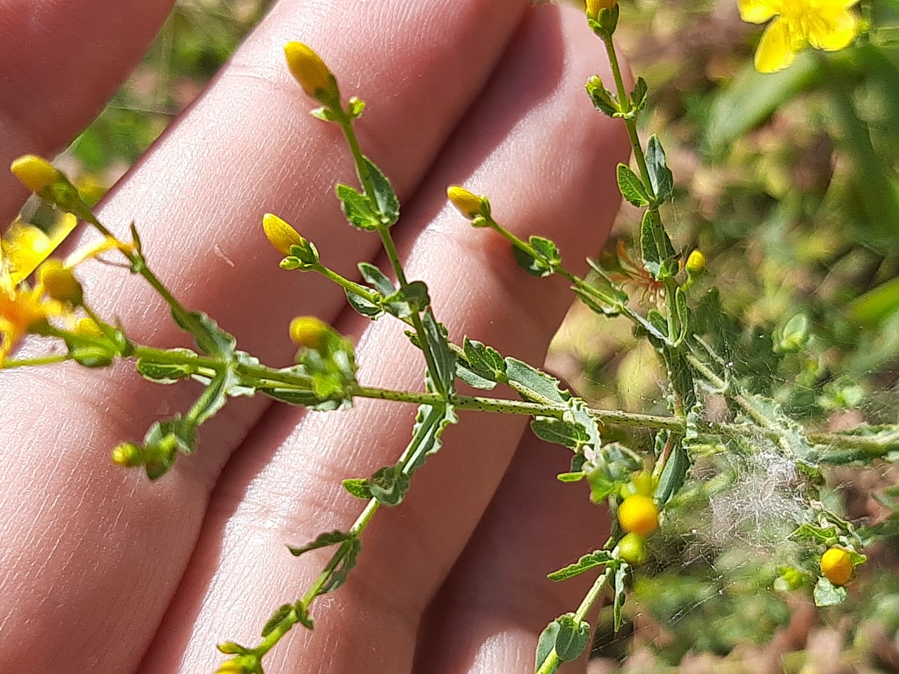 Hypericum triquetrifolium