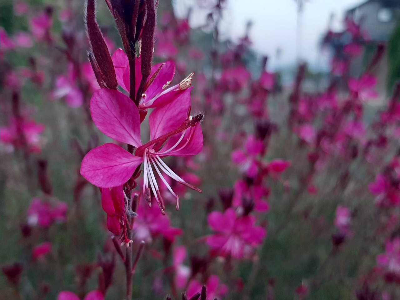 Oenothera lindheimeri