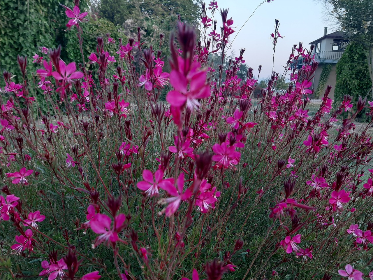 Oenothera lindheimeri