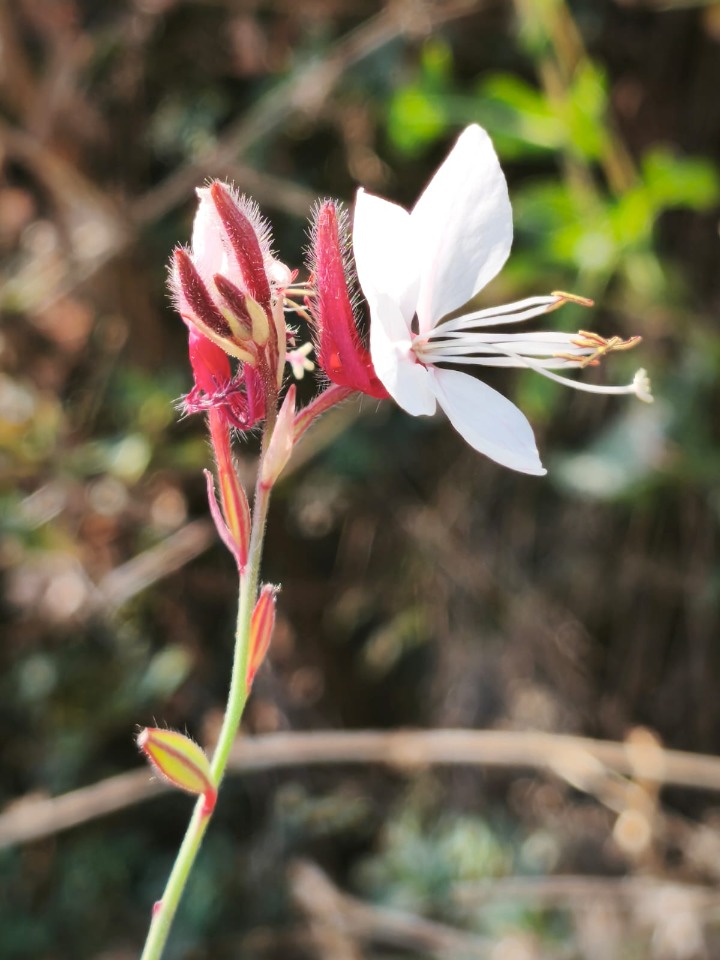 Oenothera lindheimeri