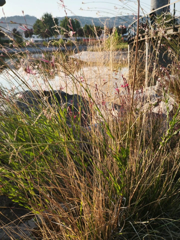 Oenothera lindheimeri
