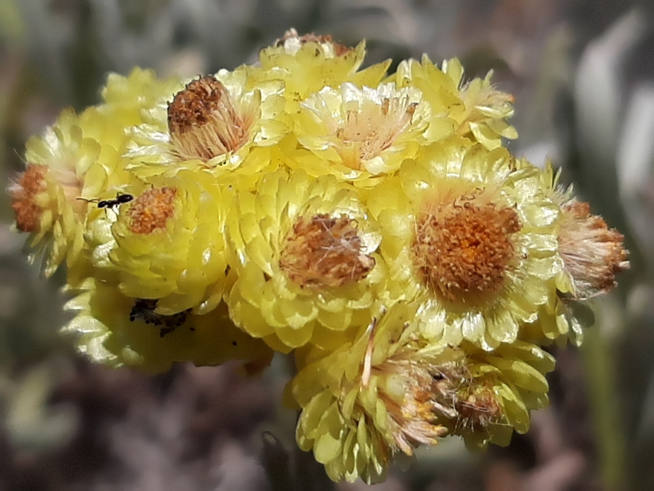Helichrysum orientale
