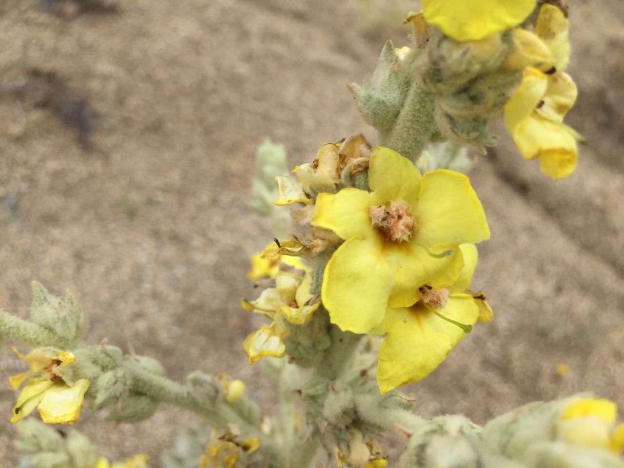 Verbascum tossiense