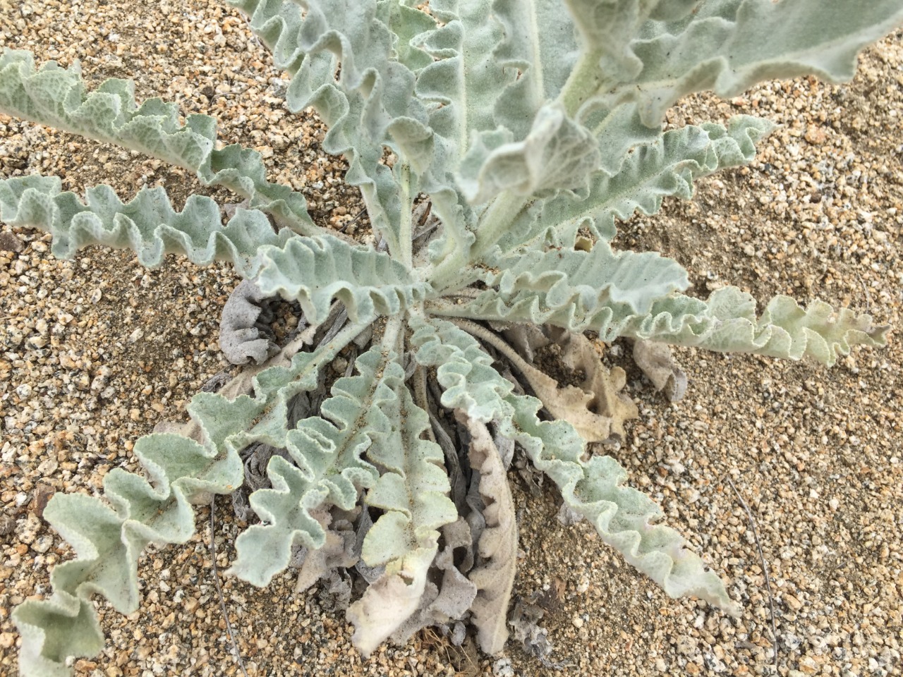 Verbascum tossiense