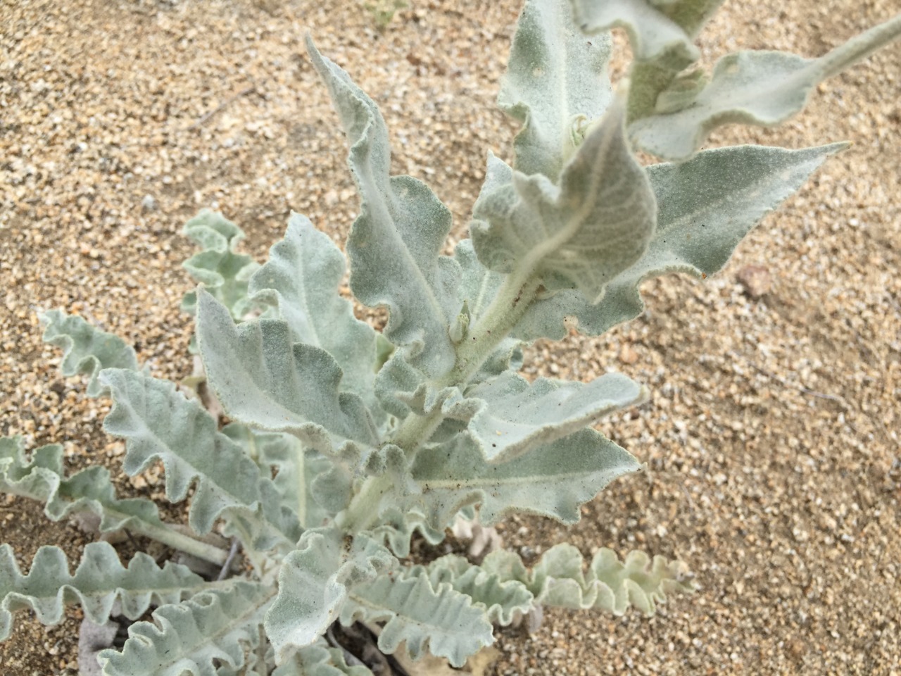 Verbascum tossiense