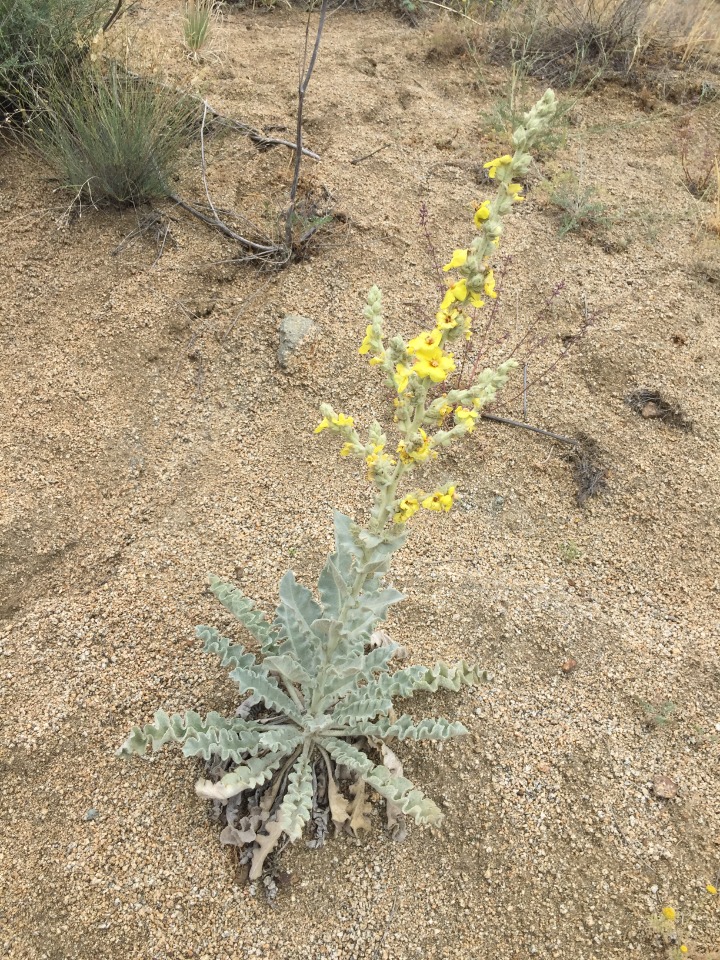 Verbascum tossiense