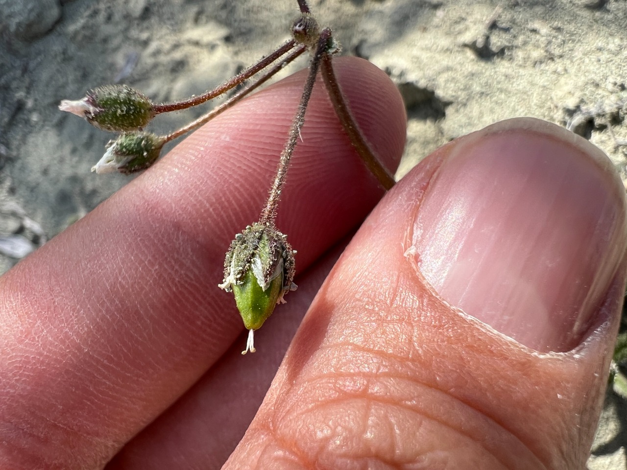 Holosteum umbellatum