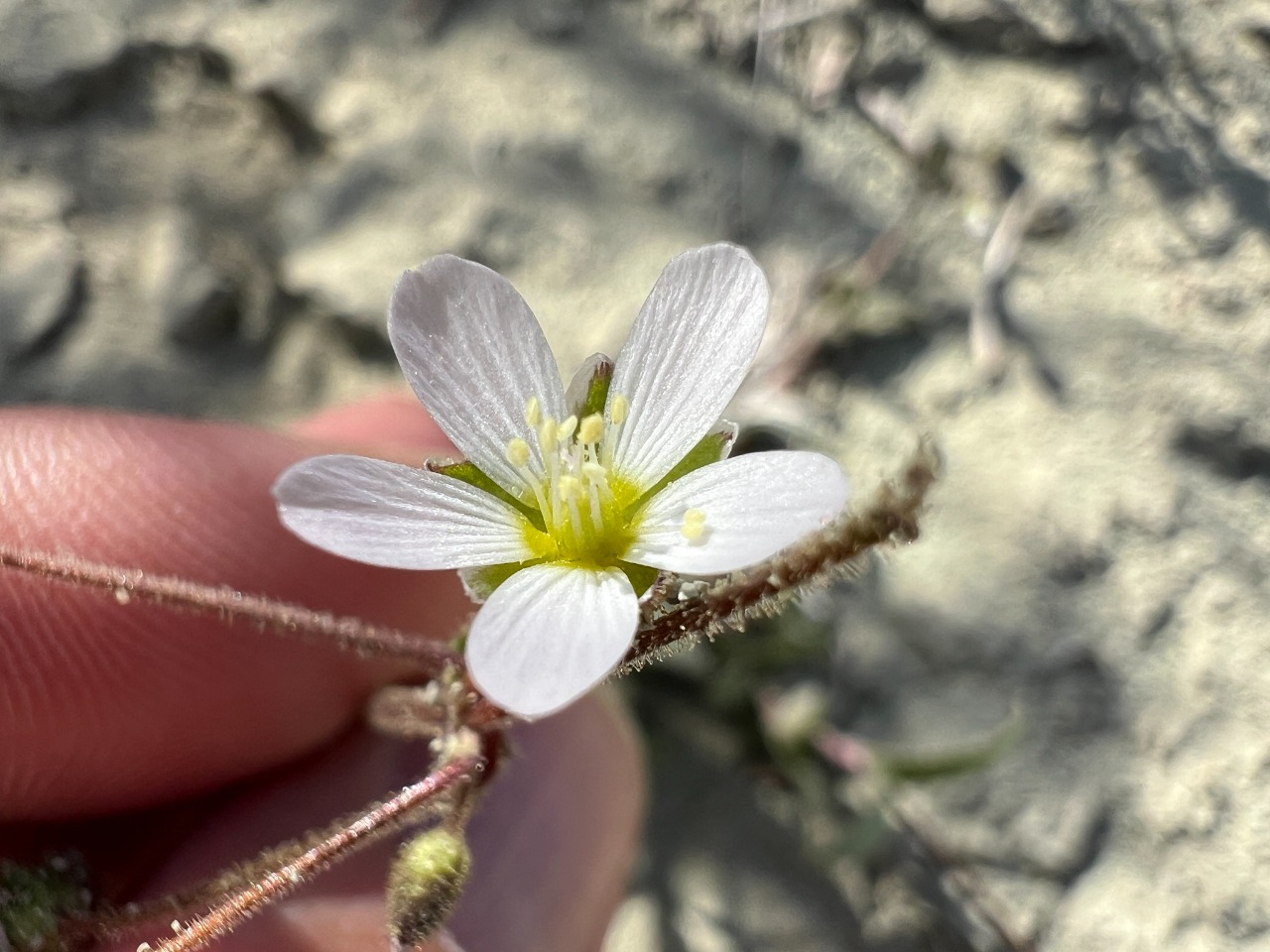 Holosteum umbellatum