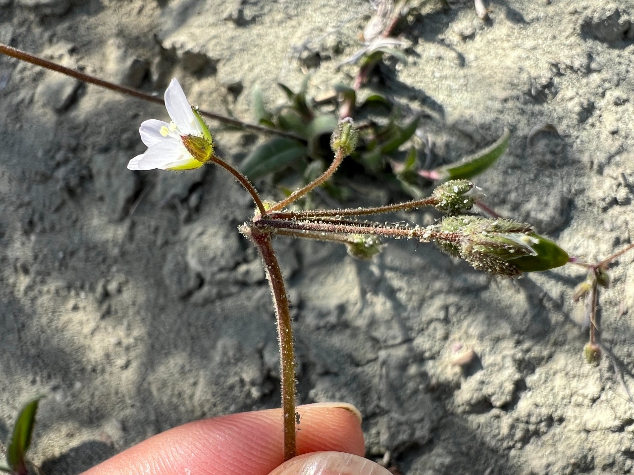 Holosteum umbellatum