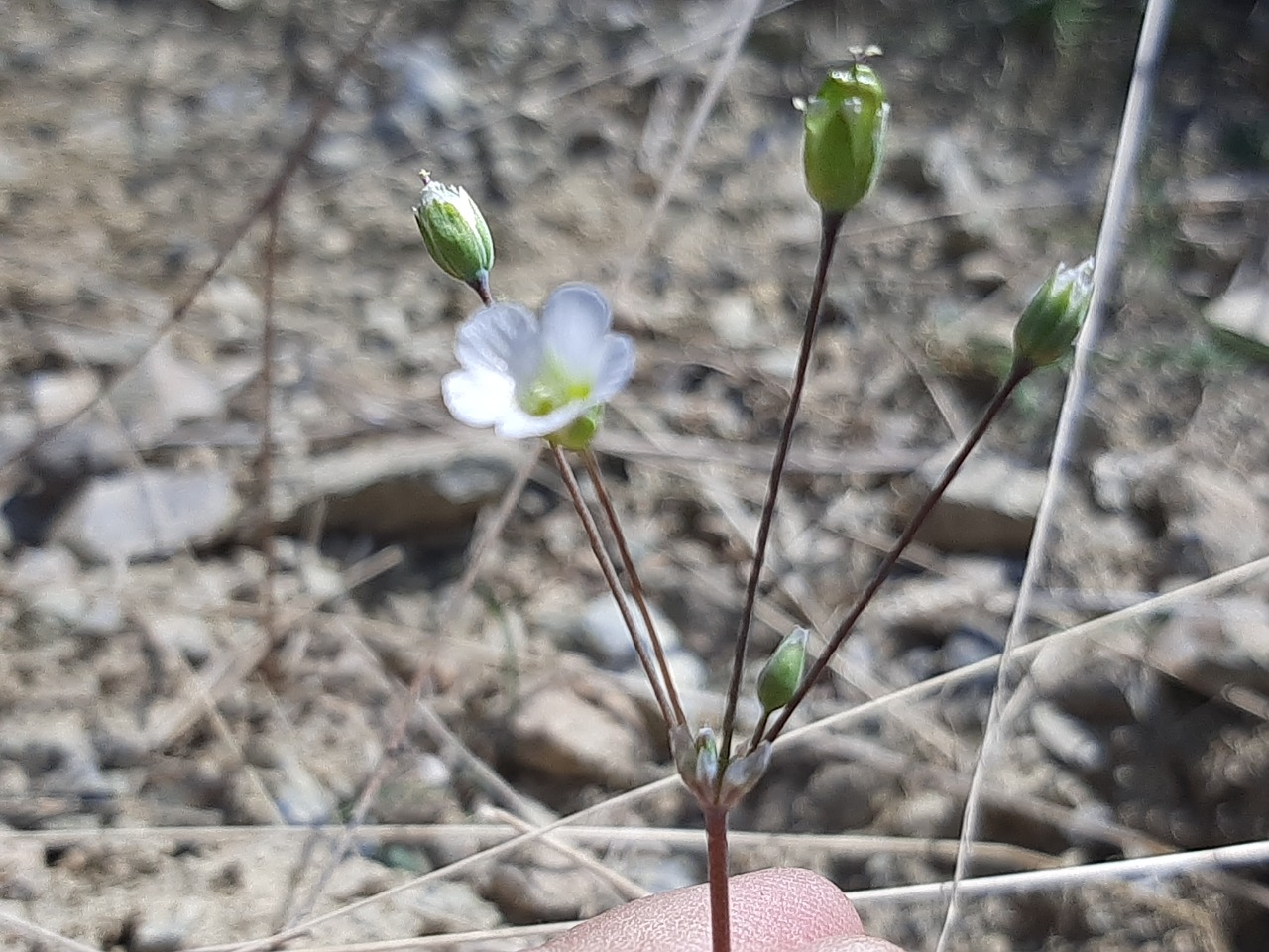 Holosteum umbellatum