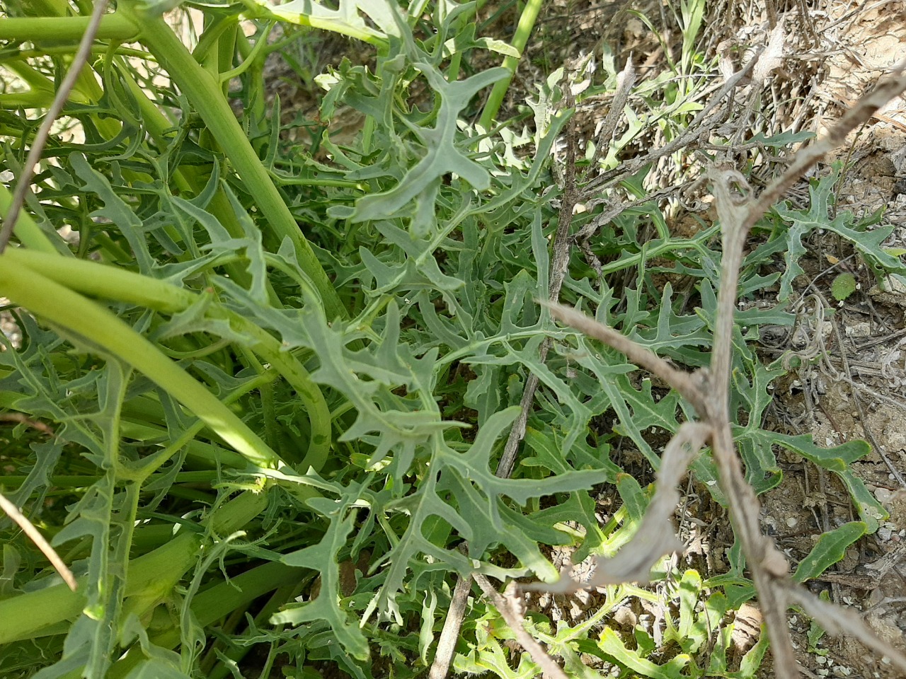 Crambe tataria