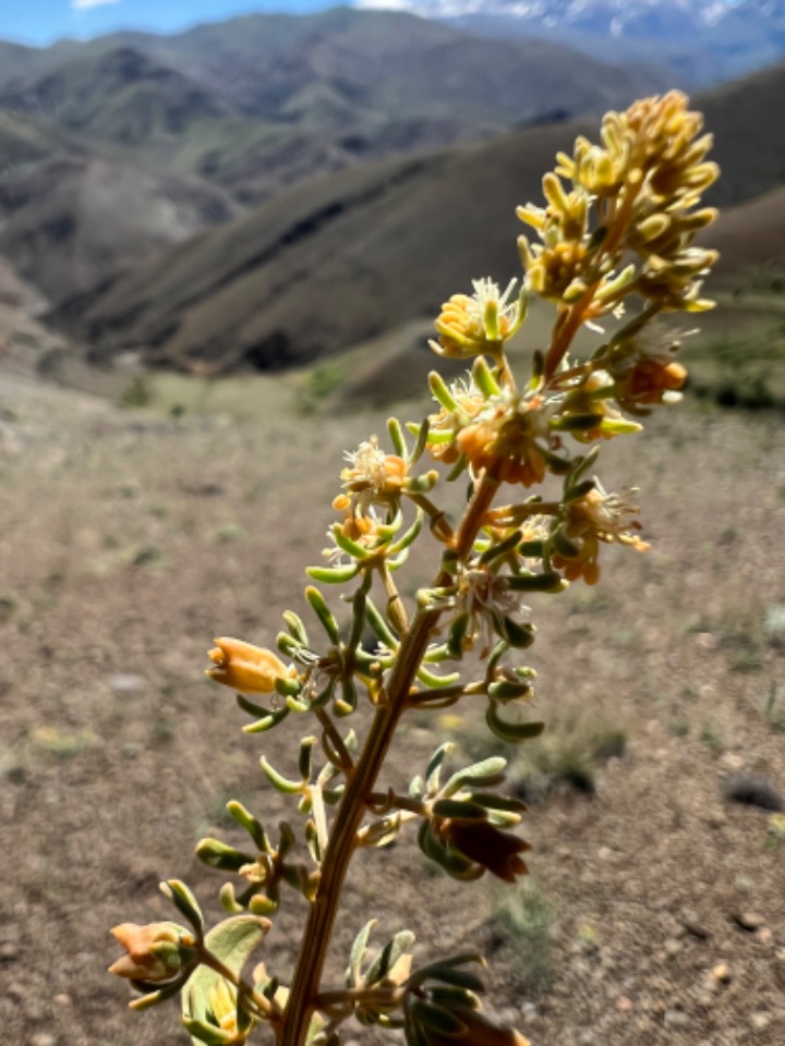 Reseda armena