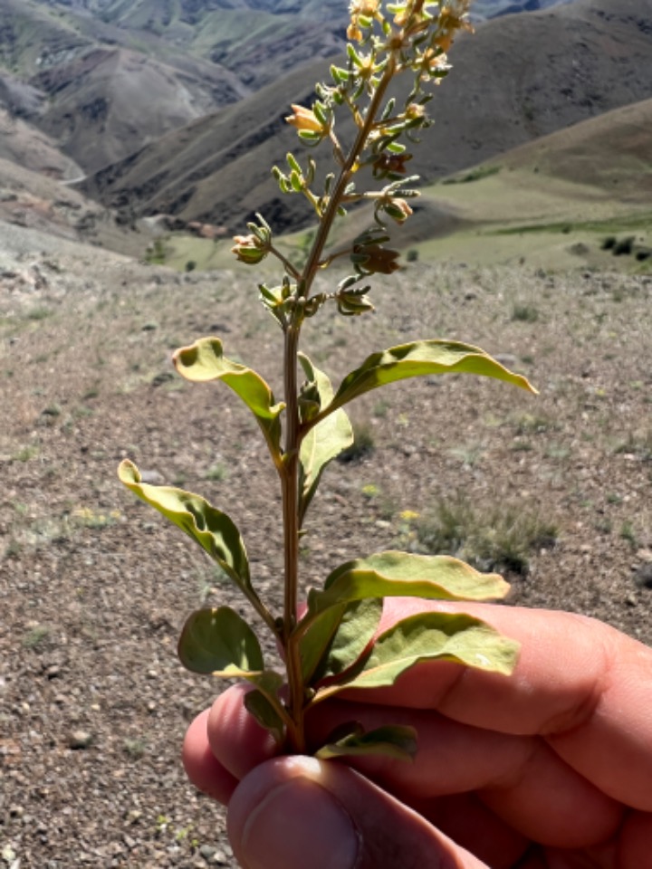 Reseda armena